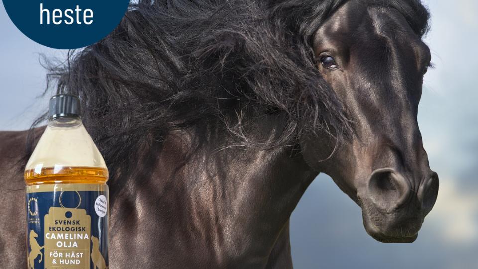 Organic Camelinaoil for horses and dogs