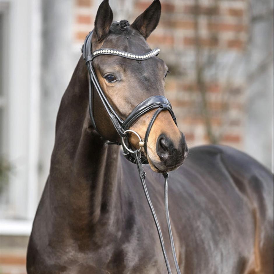 GASPARD   (His Moment x Imperio x Schwadroneur)