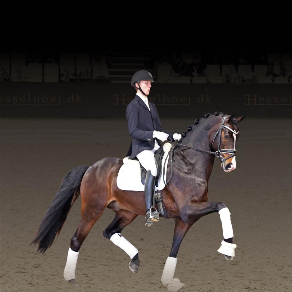 HESSELHOEJ DOUBLE UP   (Donkey Boy x Tailormade Lancelot x BH Don Schufro)