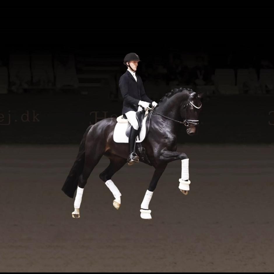 HESSELHOEJ DELANEY (Hesselhoej Donkey Boy x Sezuan x Fürstenball)