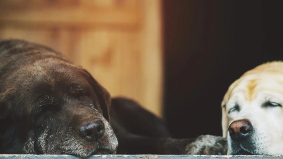 This is how ARION keeps your older dog mobile for longer.