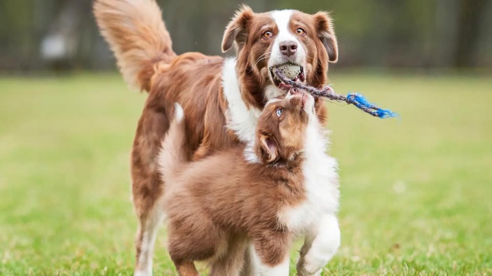 This is how ARION ensures your puppy gets the best start in life.