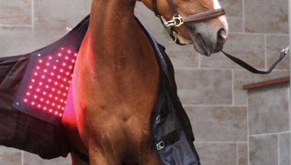 The Ultimate Light Therapy Solution for Horses!