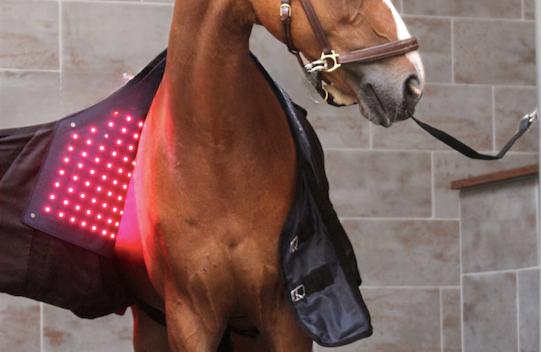 The Ultimate Light Therapy Solution for Horses!