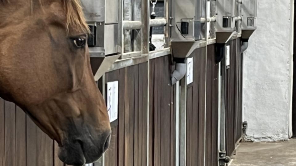 TDJ Horsfeeder Feed Dispenser - Dispenses Both Muesli and Pellets in Grams