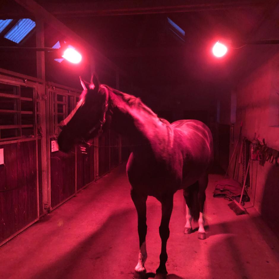 TDJ Horseheater - Infrared Solarium Lamps