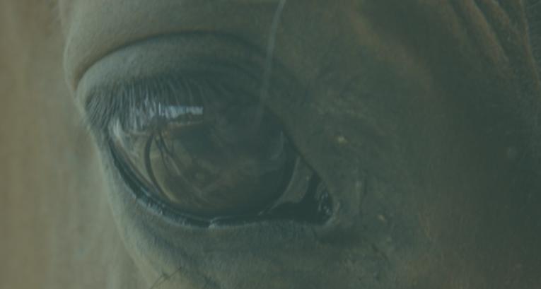 HorseAthlete - Embracing Innovation