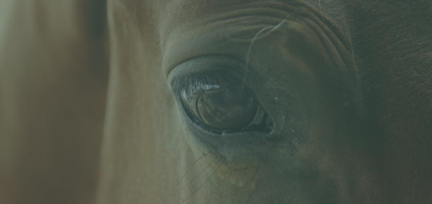 A Personal Invitation from HorseAthlete