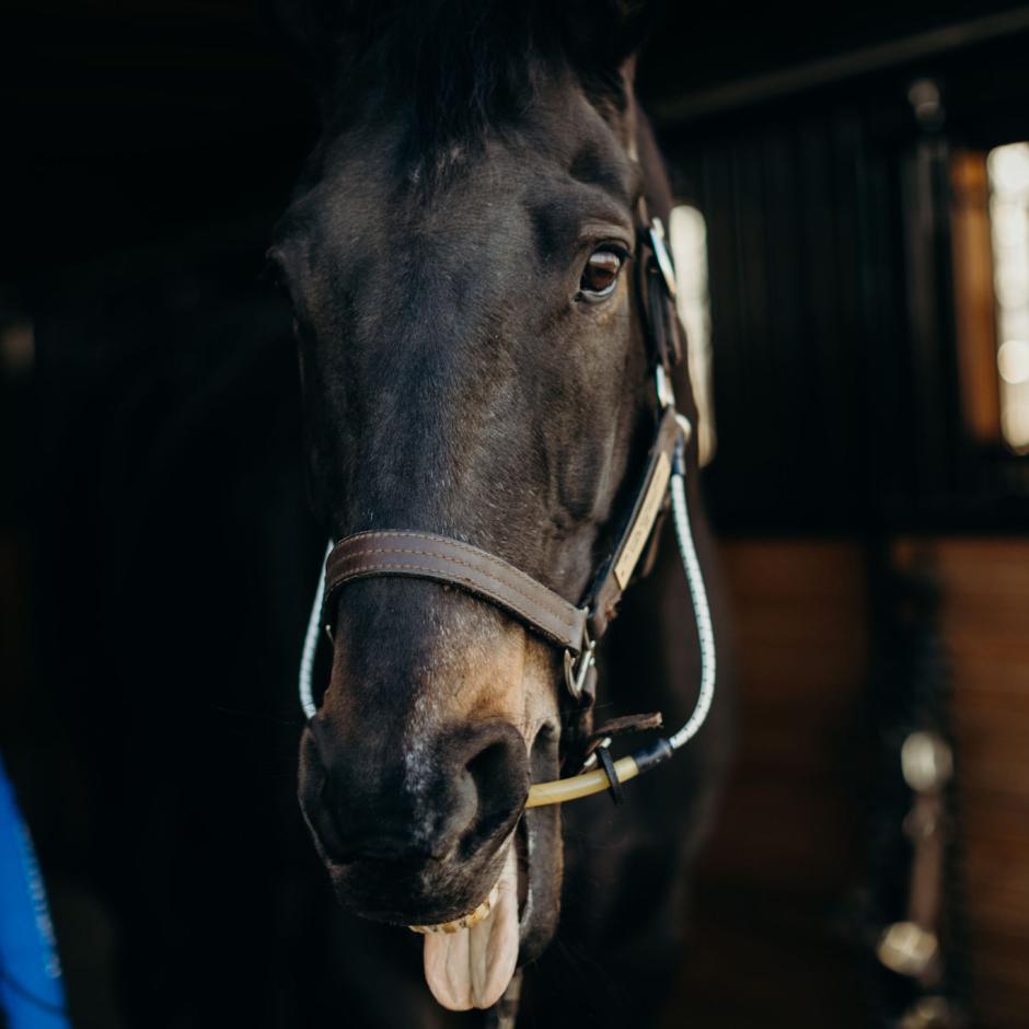 ThinLine’s Busy Buddy